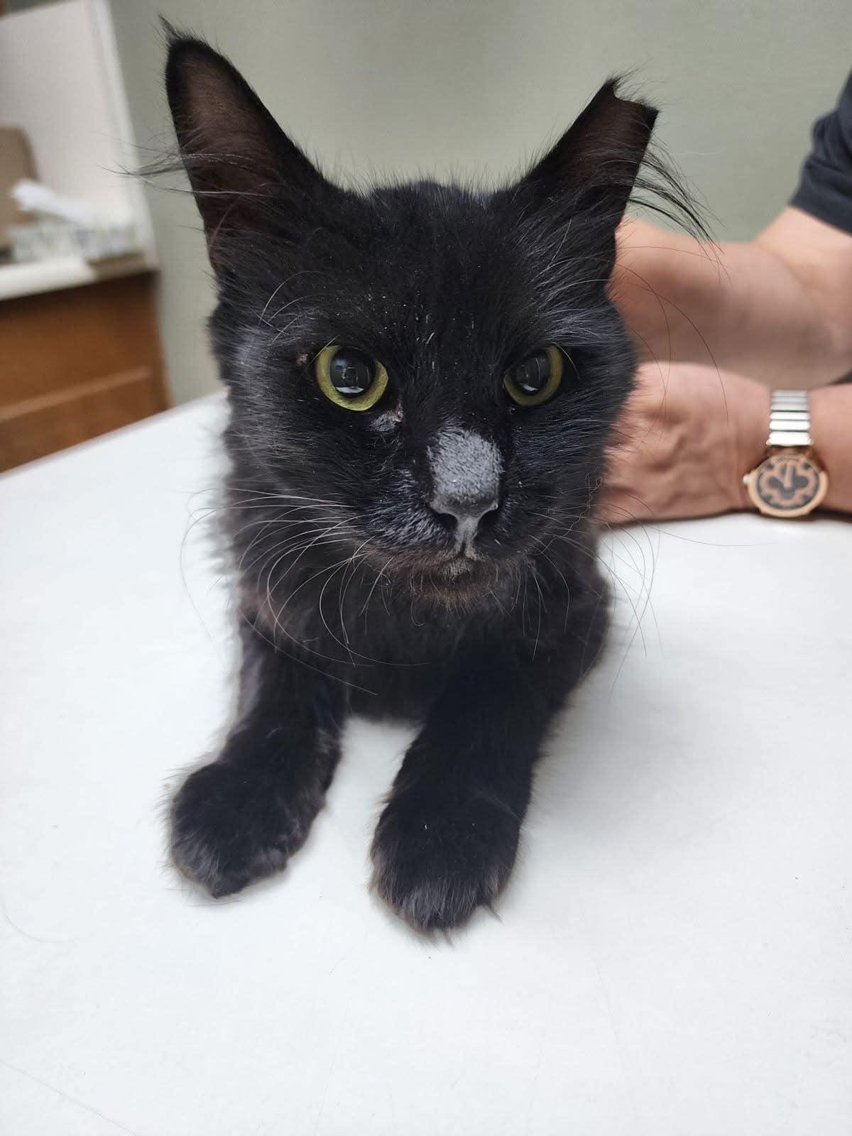 Miguel, Adoptable, Adult Male Domestic Short Hair.