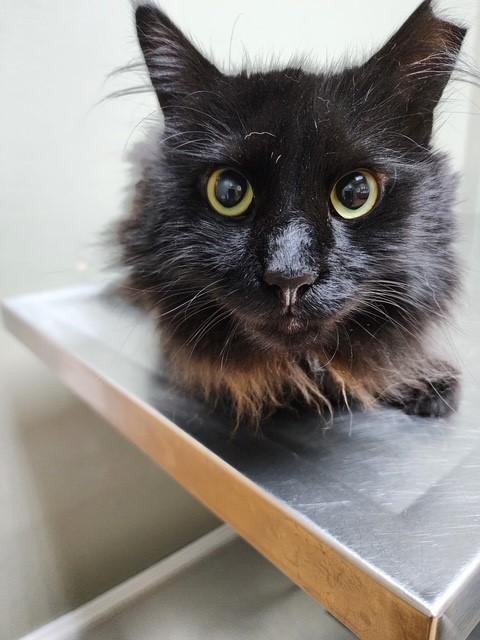 Enlarge Miguel, an adopted Domestic Long Hair in Grand Prairie, TX image 2/2