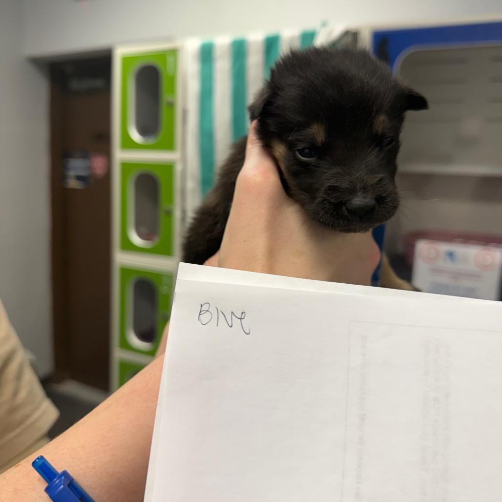 Zoloft, Adoptable, Puppy Male Shepherd & Mixed Breed.