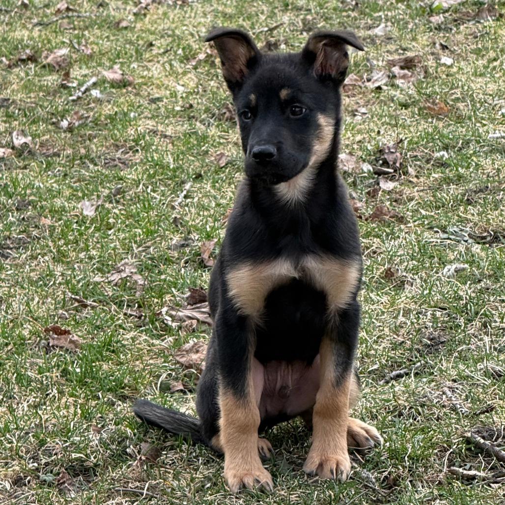 Enlarge Zoloft, a Adoptable mixed breed in Chaska, MN image 3/6