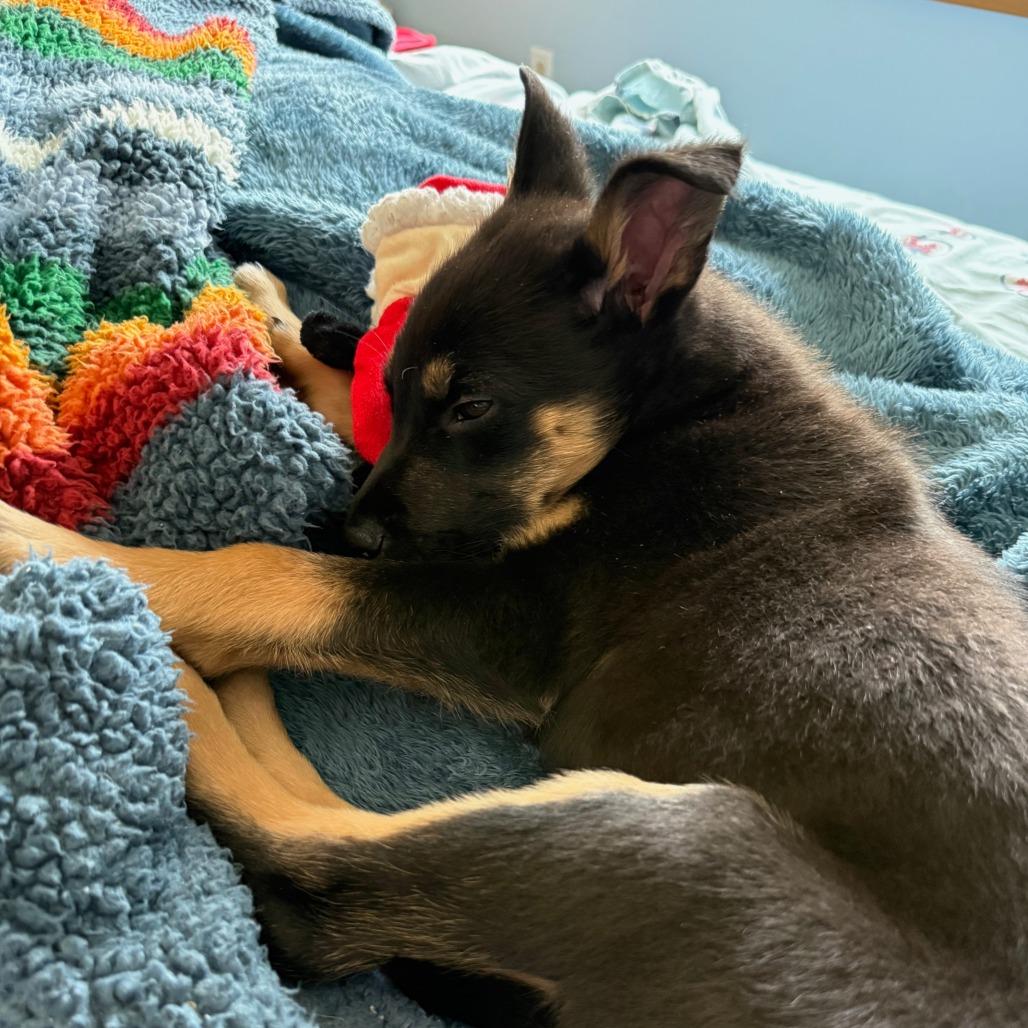 Enlarge Zoloft, a Adoptable mixed breed in Chaska, MN image 4/6