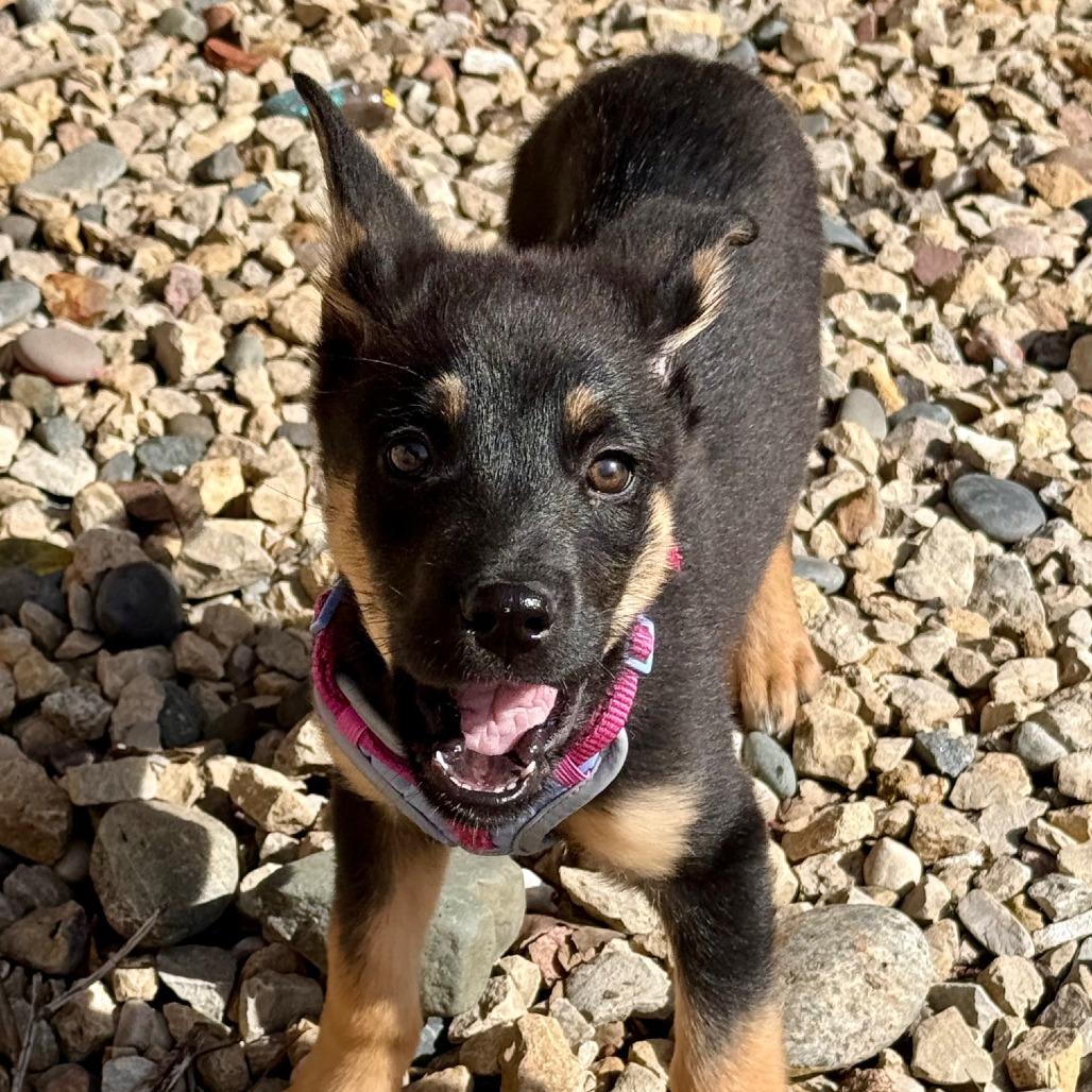 Enlarge Zoloft, a Adoptable mixed breed in Chaska, MN image 5/6