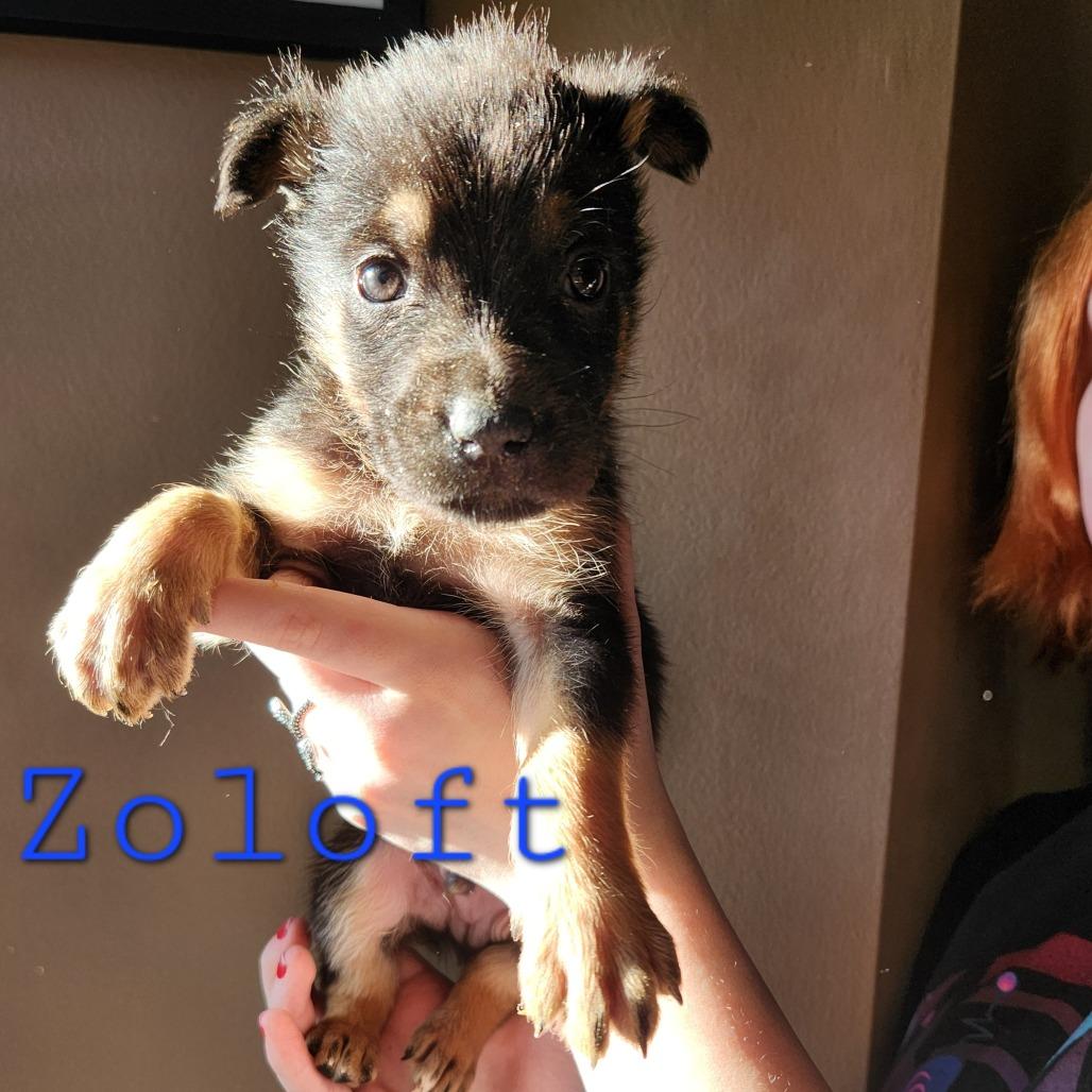 Enlarge Zoloft, a Adoptable mixed breed in Chaska, MN image 6/6