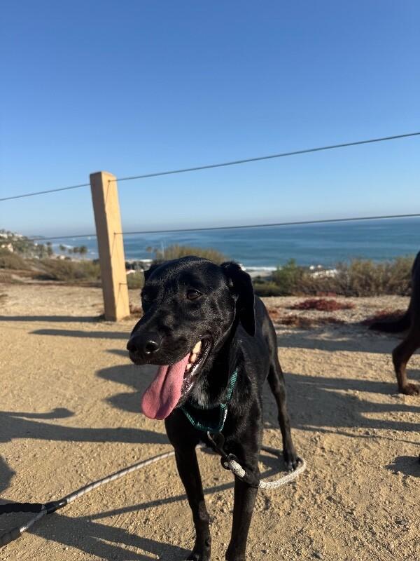 Harvey, Adoptable, Adult Male Black Labrador Retriever.