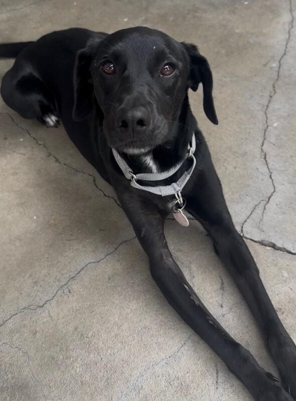 Harvey, a Adoptable Black Labrador Retriever in Manhattan Beach, CA image 2/6