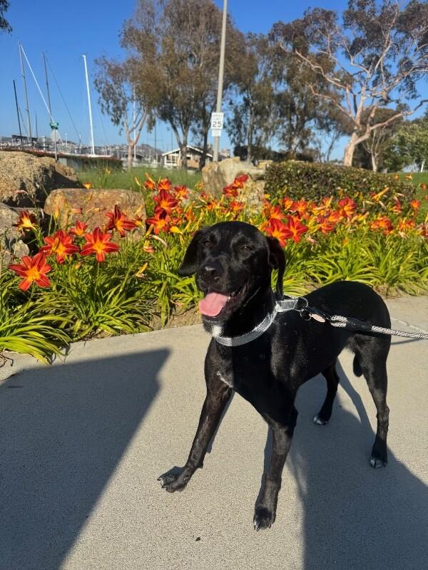 Harvey, a Adoptable Black Labrador Retriever in Manhattan Beach, CA image 3/6