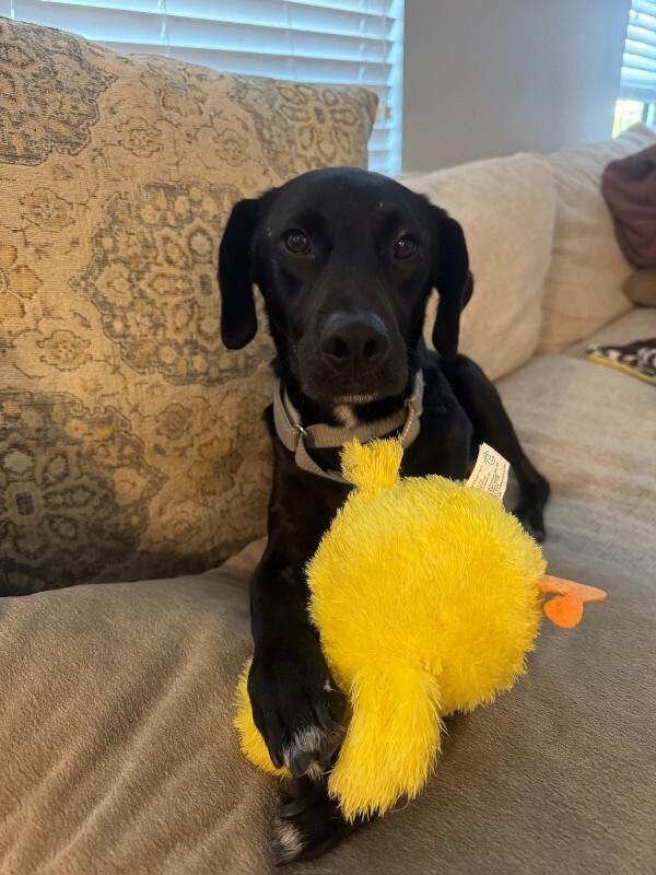 Harvey, a Adoptable Black Labrador Retriever in Manhattan Beach, CA image 4/6