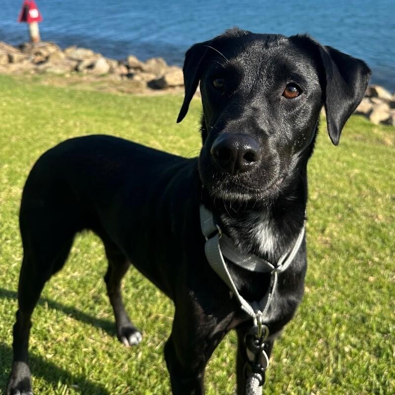 Harvey, a Adoptable Black Labrador Retriever in Manhattan Beach, CA image 5/6