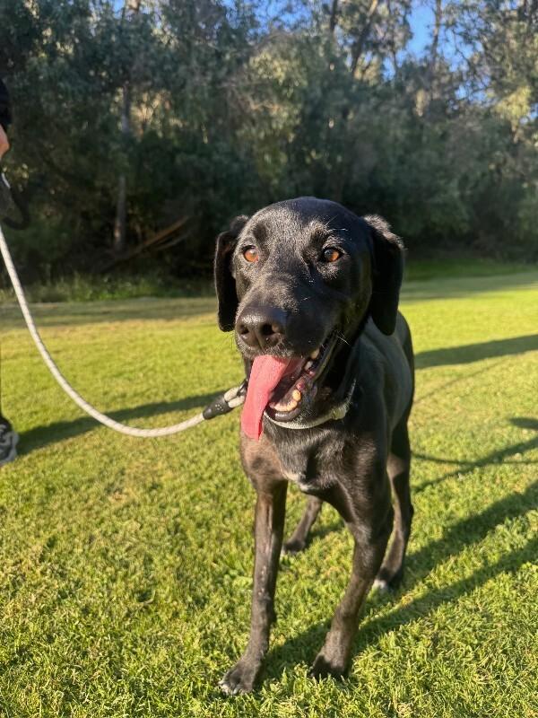 Harvey, a Adoptable Black Labrador Retriever in Manhattan Beach, CA image 6/6