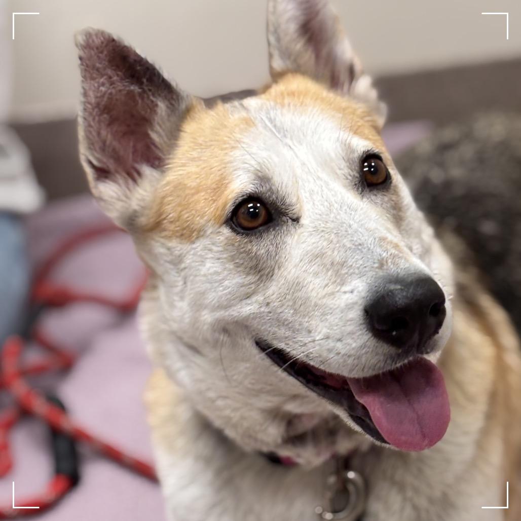 Candy, Adoptable, Adult Female German Shepherd Dog & Mixed Breed.