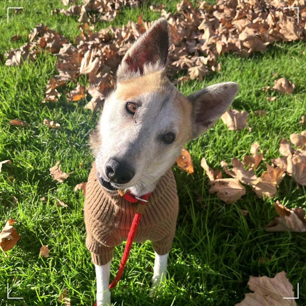 Candy, Adoptable, Adult Female German Shepherd Dog.