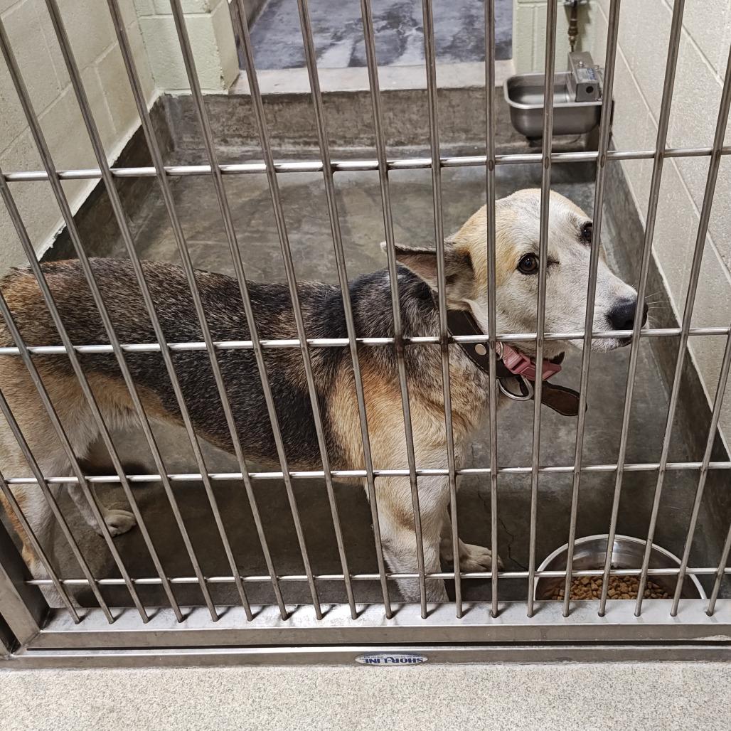 Enlarge Candy, a Adoptable mixed breed in Upland, CA image 2/6