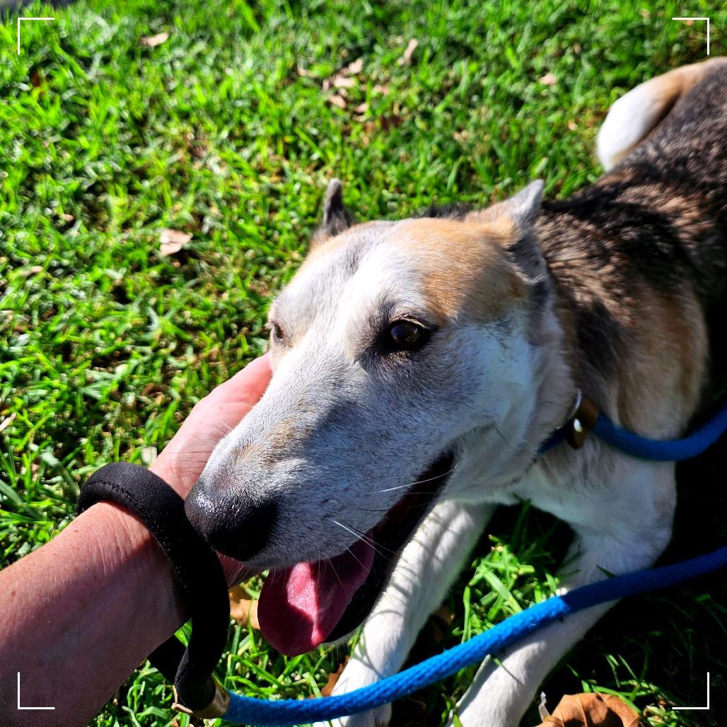 Enlarge Candy, a Adoptable mixed breed in Upland, CA image 3/6