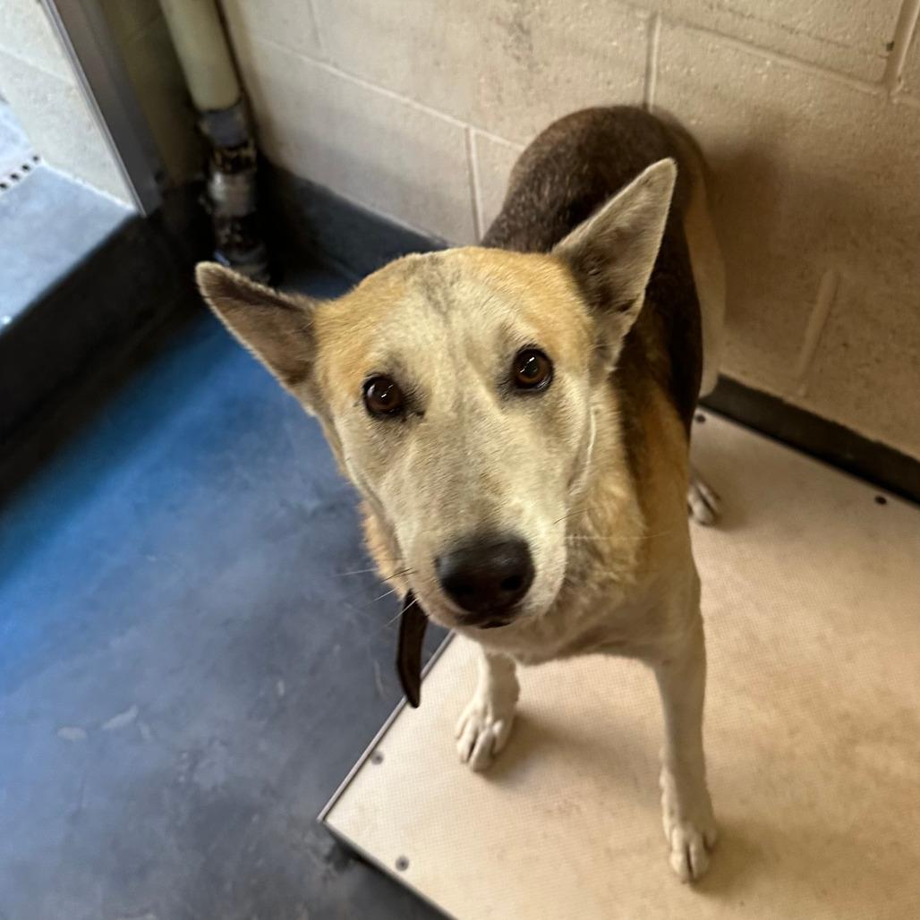 Enlarge Candy, a Adoptable mixed breed in Upland, CA image 4/6