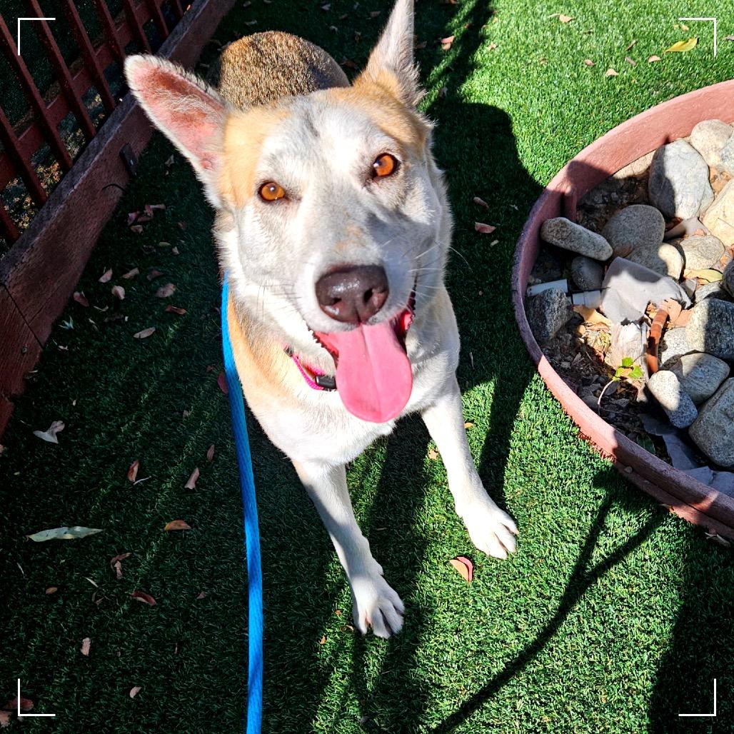 Enlarge Candy, a Adoptable mixed breed in Upland, CA image 5/6