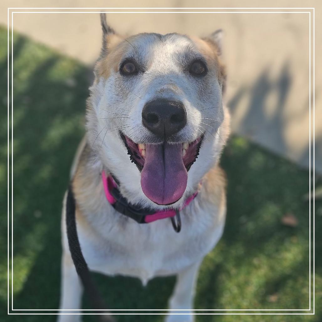 Enlarge Candy, a Adoptable mixed breed in Upland, CA image 5/6