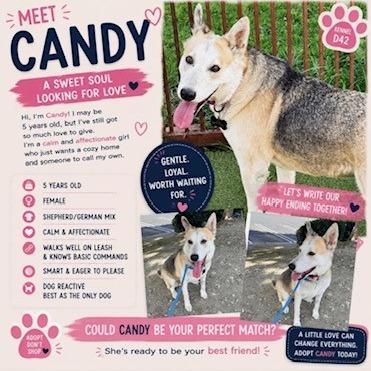 Enlarge Candy, a Adoptable mixed breed in Upland, CA image 5/6