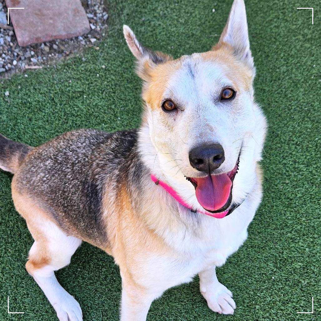 Enlarge Candy, a Adoptable mixed breed in Upland, CA image 6/6