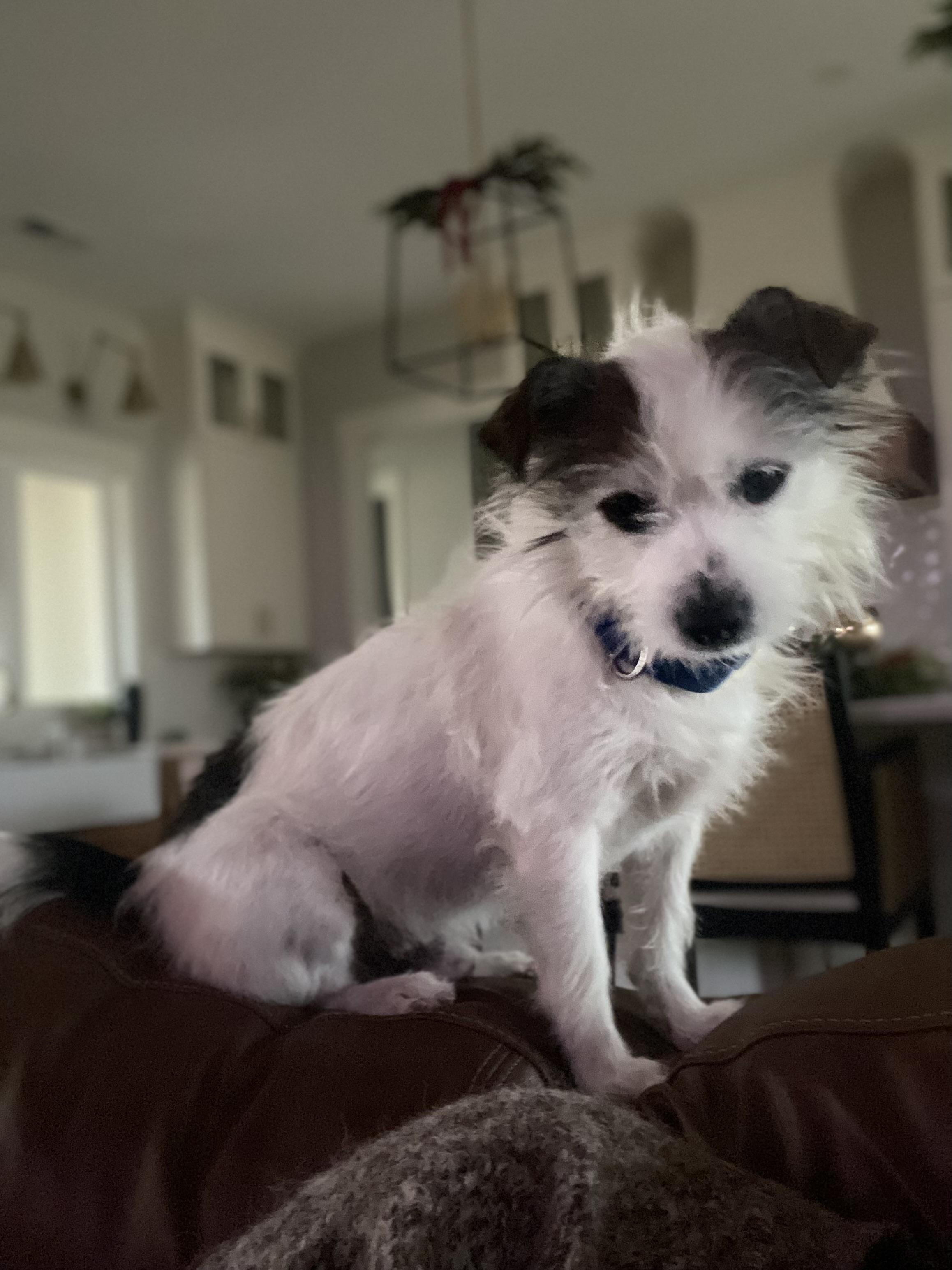 Enlarge Frank, an adopted Mixed Breed in Parsippany, NJ image 2/3