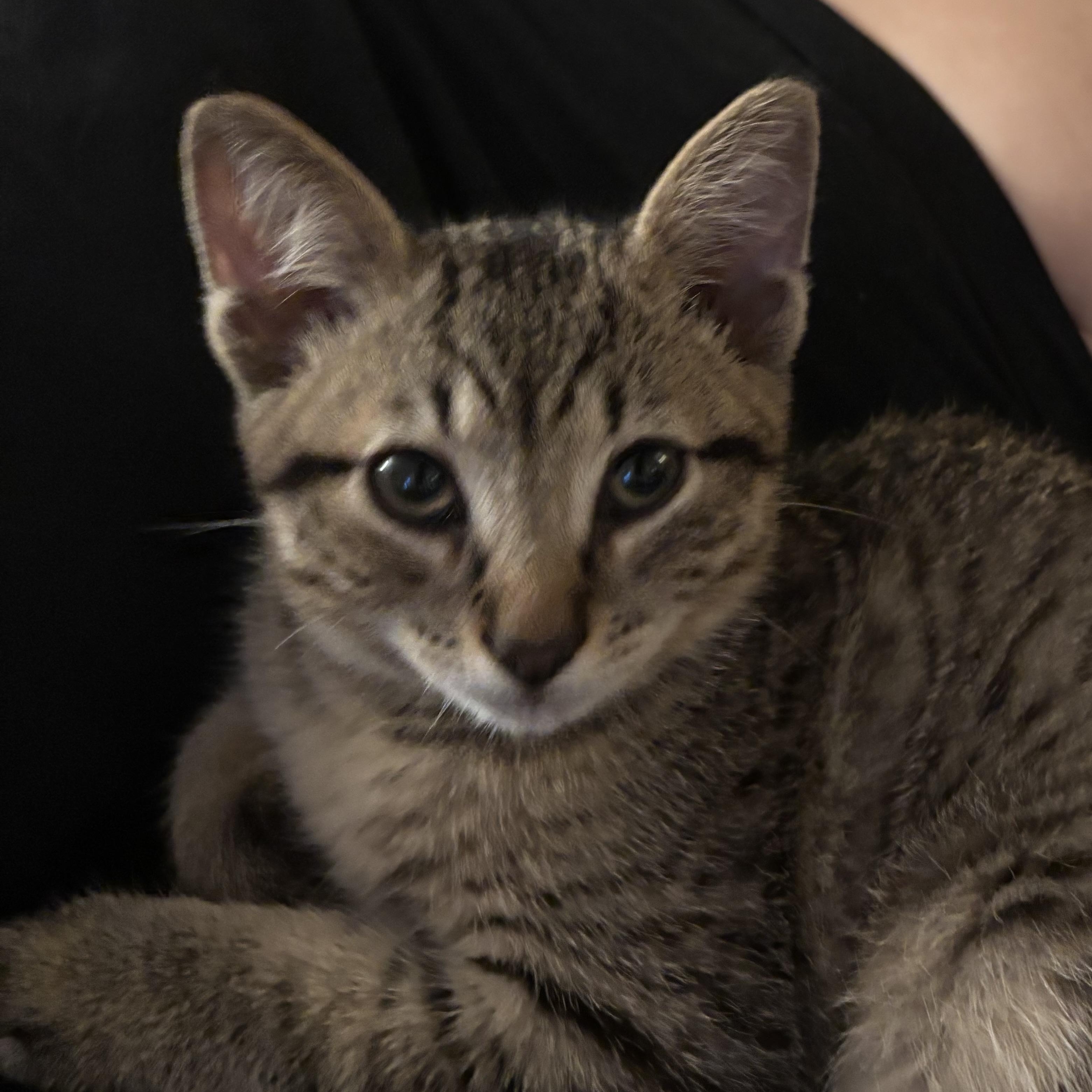 Enlarge Lou, a Adopted Domestic Short Hair in Montreal, QC image 2/5