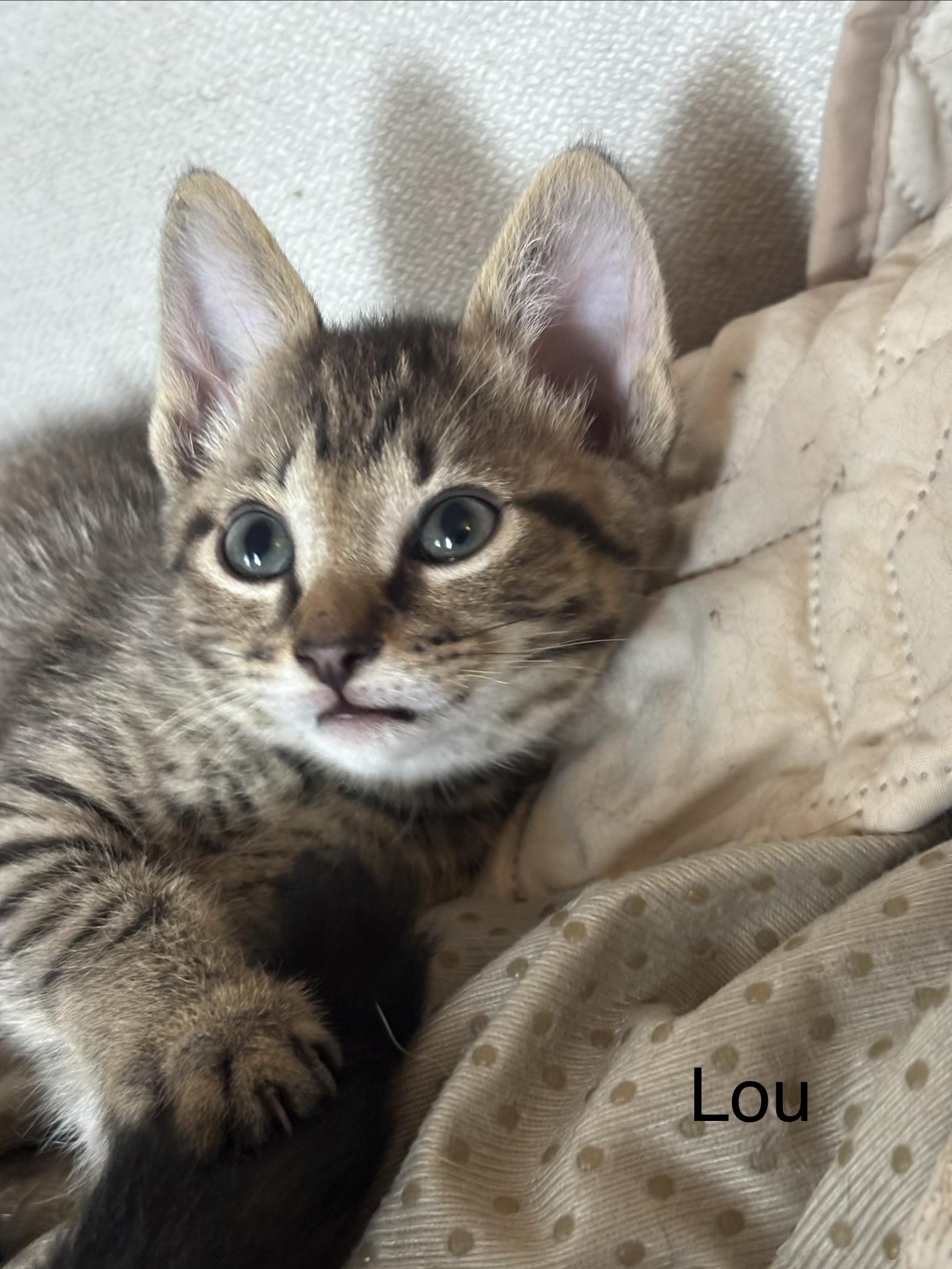 Enlarge Lou, a Adopted Domestic Short Hair in Montreal, QC image 5/5