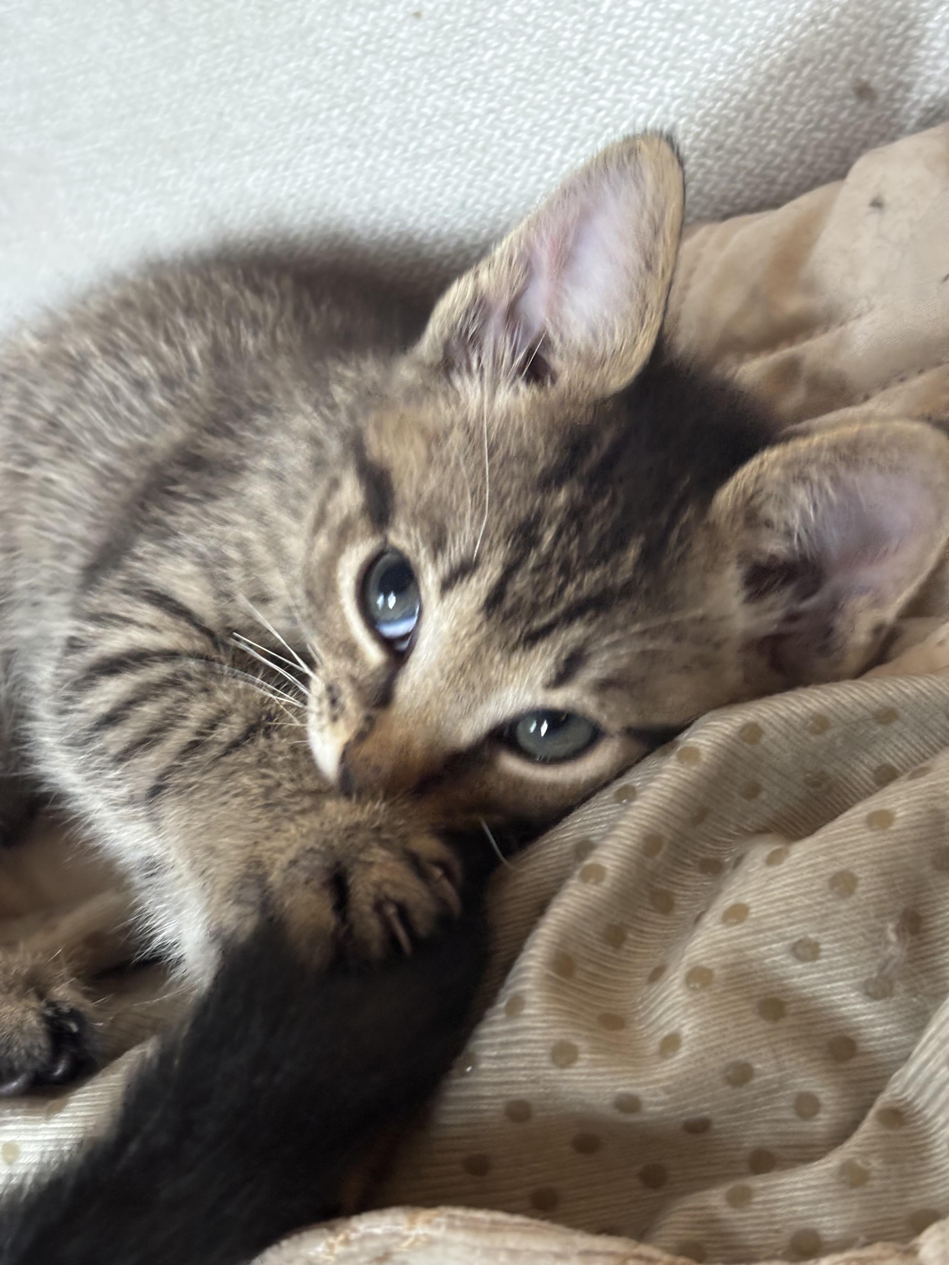 Enlarge Lou, a Adopted Domestic Short Hair in Montreal, QC image 4/5