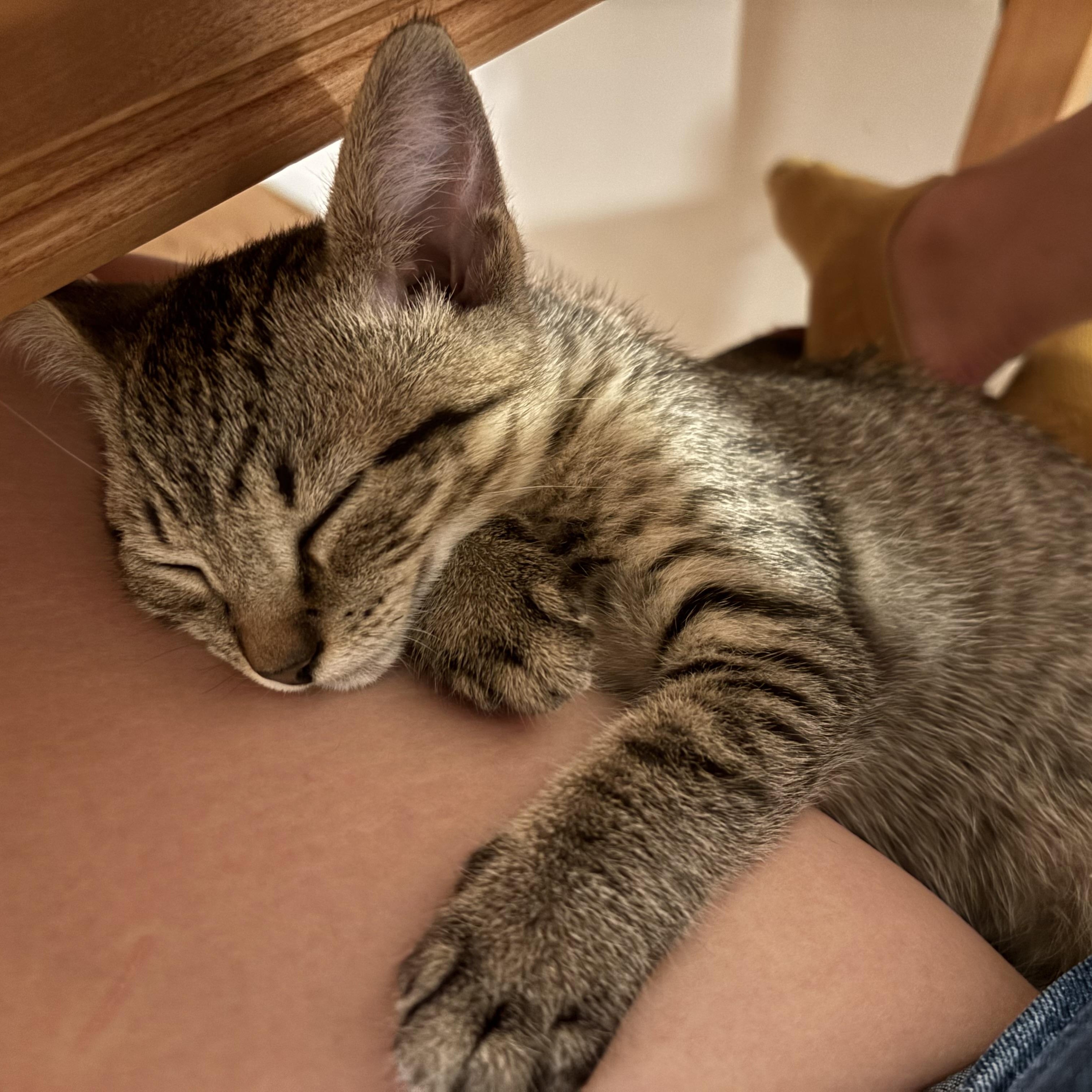 Lou, Adopted, Kitten Male Domestic Short Hair.