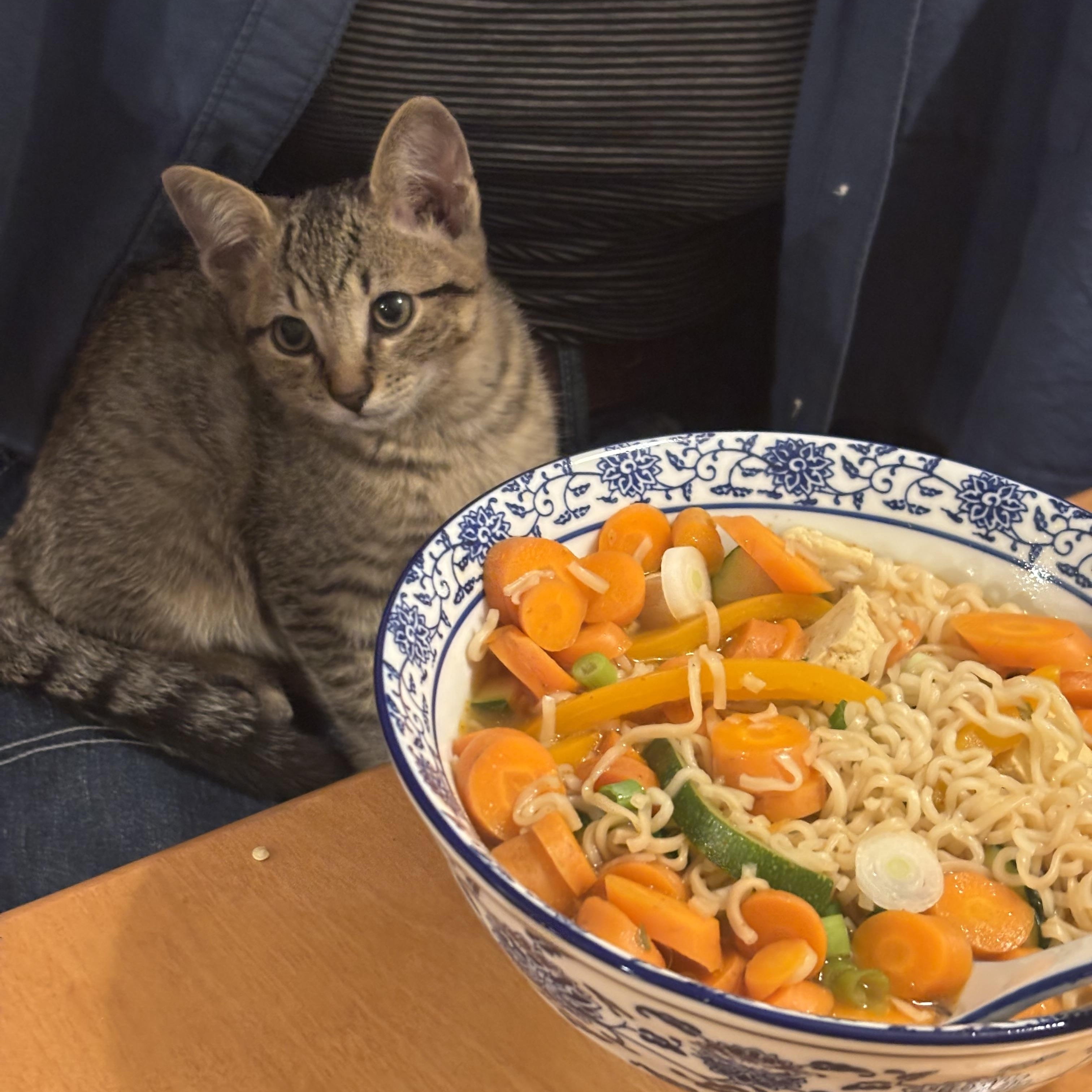 Enlarge Lou, a Adopted Domestic Short Hair in Montreal, QC image 3/5