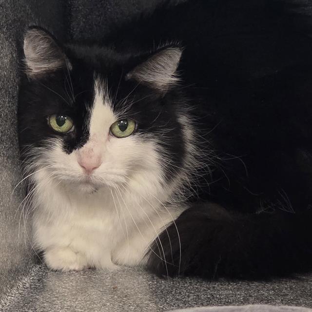 SADIE, Adoptable, Senior Female Domestic Long Hair.