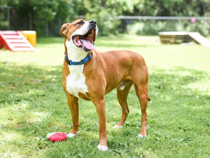 Enlarge Meatball, a Adoptable Mixed Breed in Jamestown, NY image 1/3