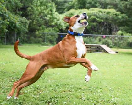 Enlarge Meatball, a Adoptable Mixed Breed in Jamestown, NY image 1/3