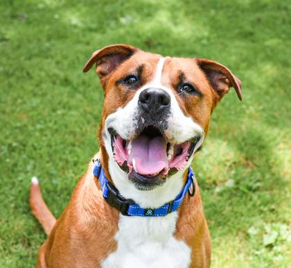 Meatball, Adoptable, Adult Male Mixed Breed & Mixed Breed.