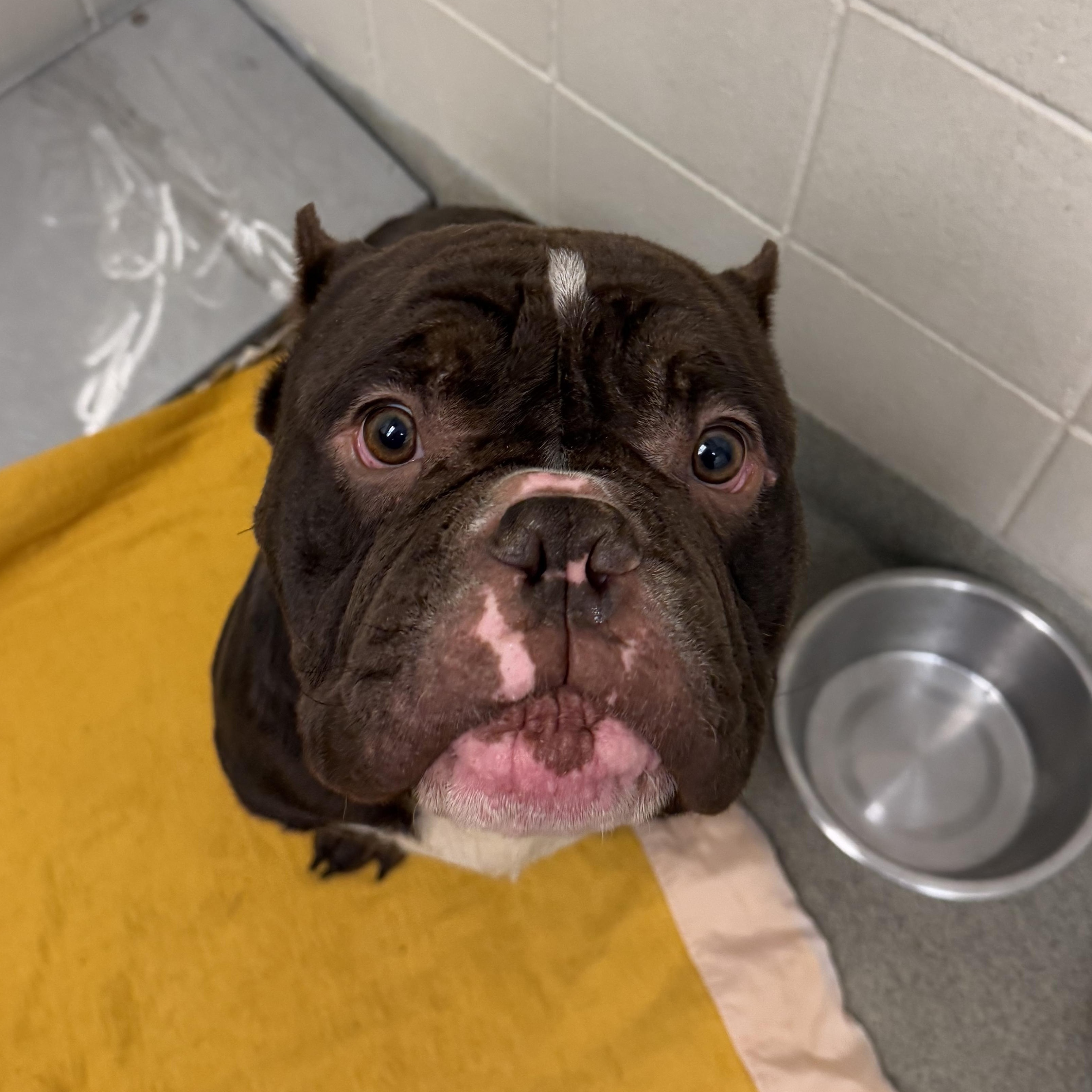 Doobie, Adoptable, Adult Male American Bully.