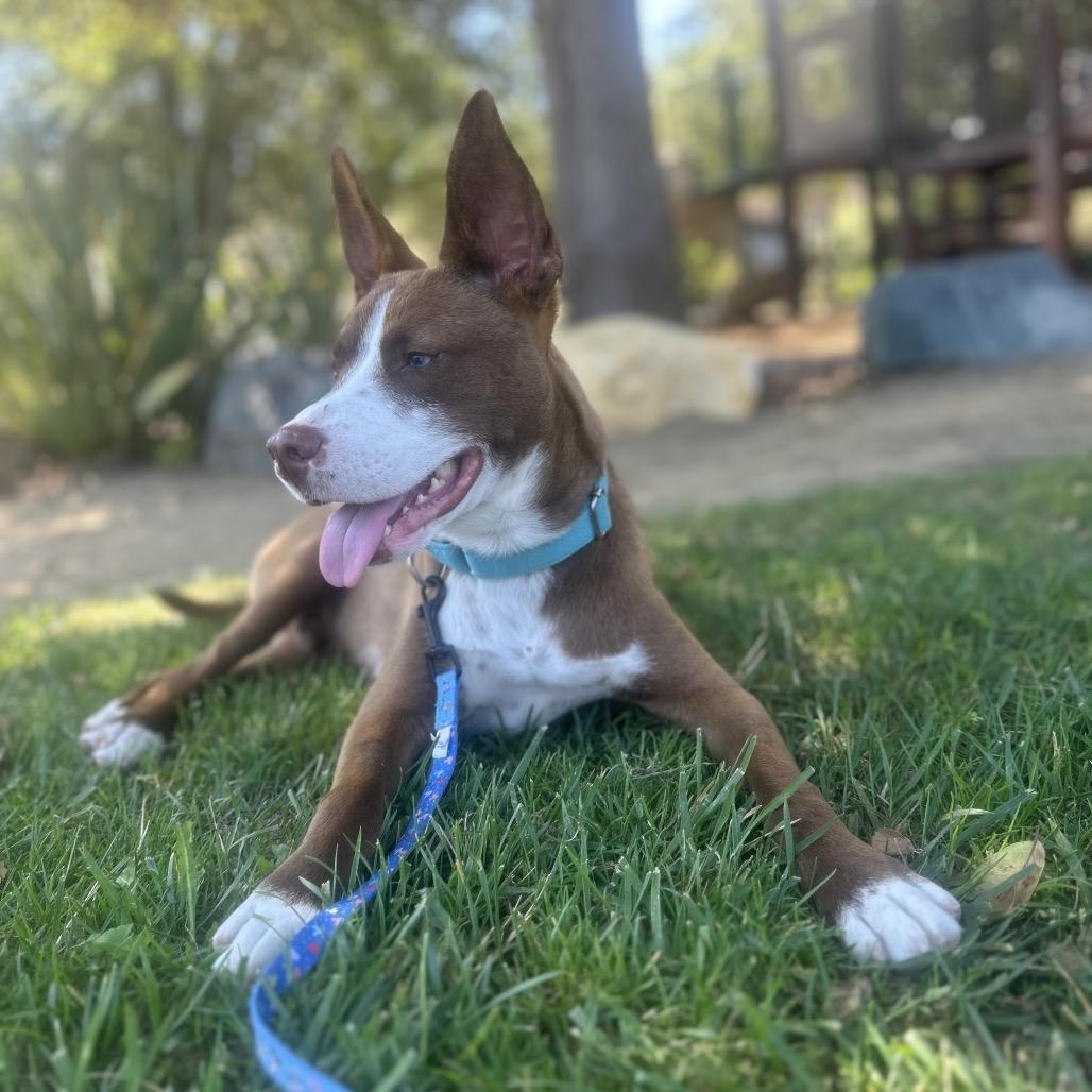 Sparky, Adoptable, Young Male Ibizan Hound & Mixed Breed.