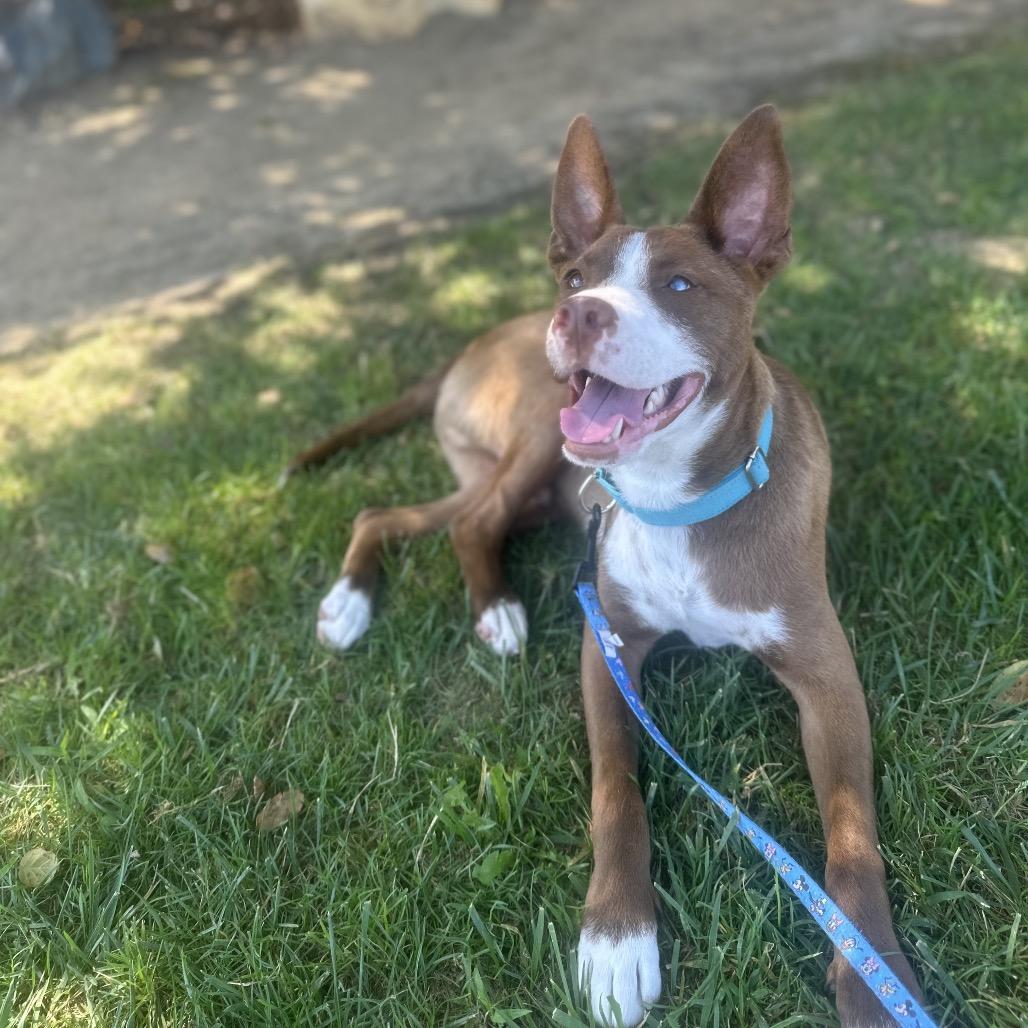 Sparky, Adoptable, Young Male Ibizan Hound & Mixed Breed.