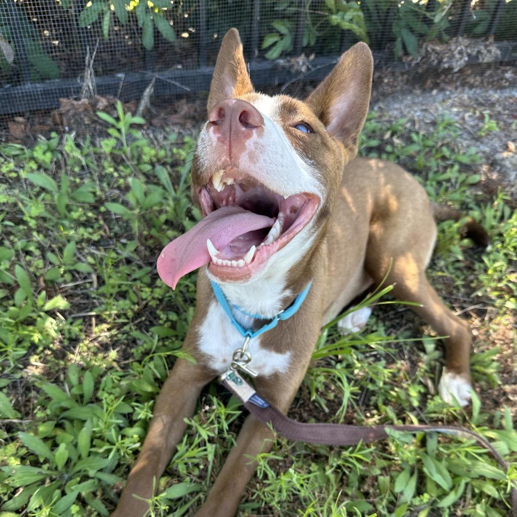 Sparky, a Adoptable mixed breed in San Diego, CA image 6/6