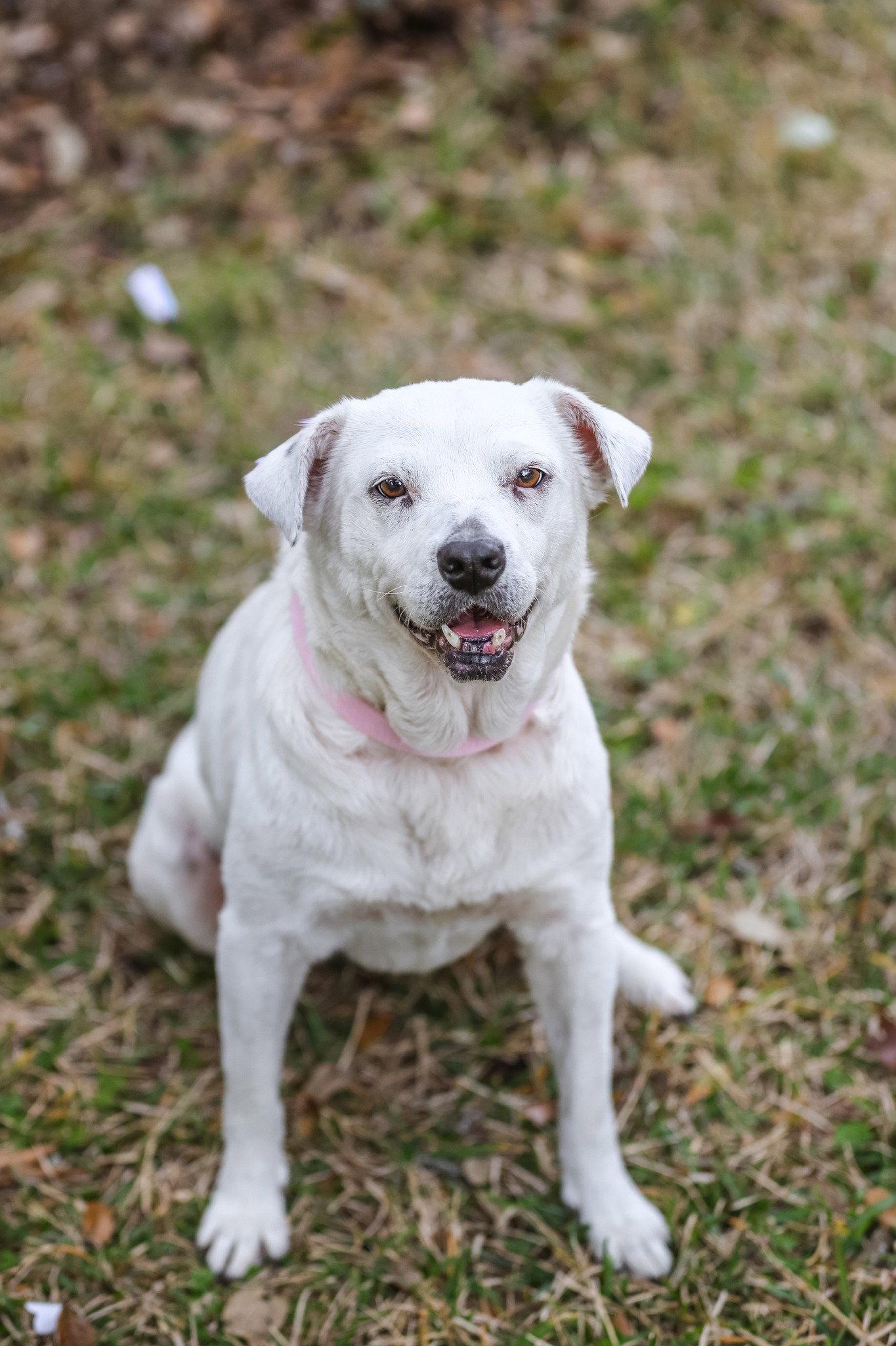 Waffles, a Adopted Labrador Retriever in Gainesville, FL image 1/3