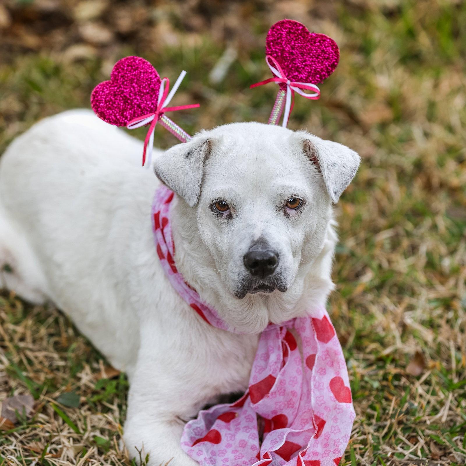 Waffles, a Adopted Labrador Retriever in Gainesville, FL image 2/3