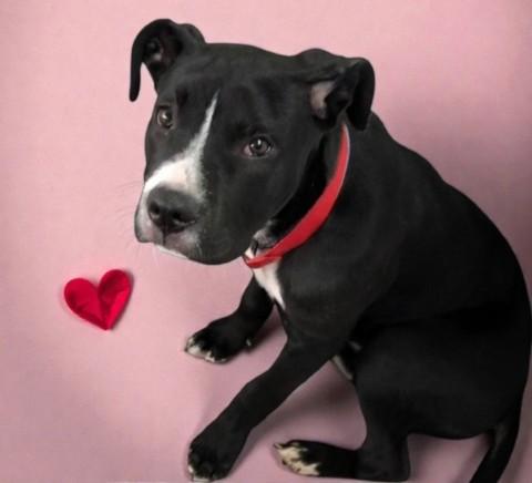 Oscar, adopted, Young Male Mixed Breed.