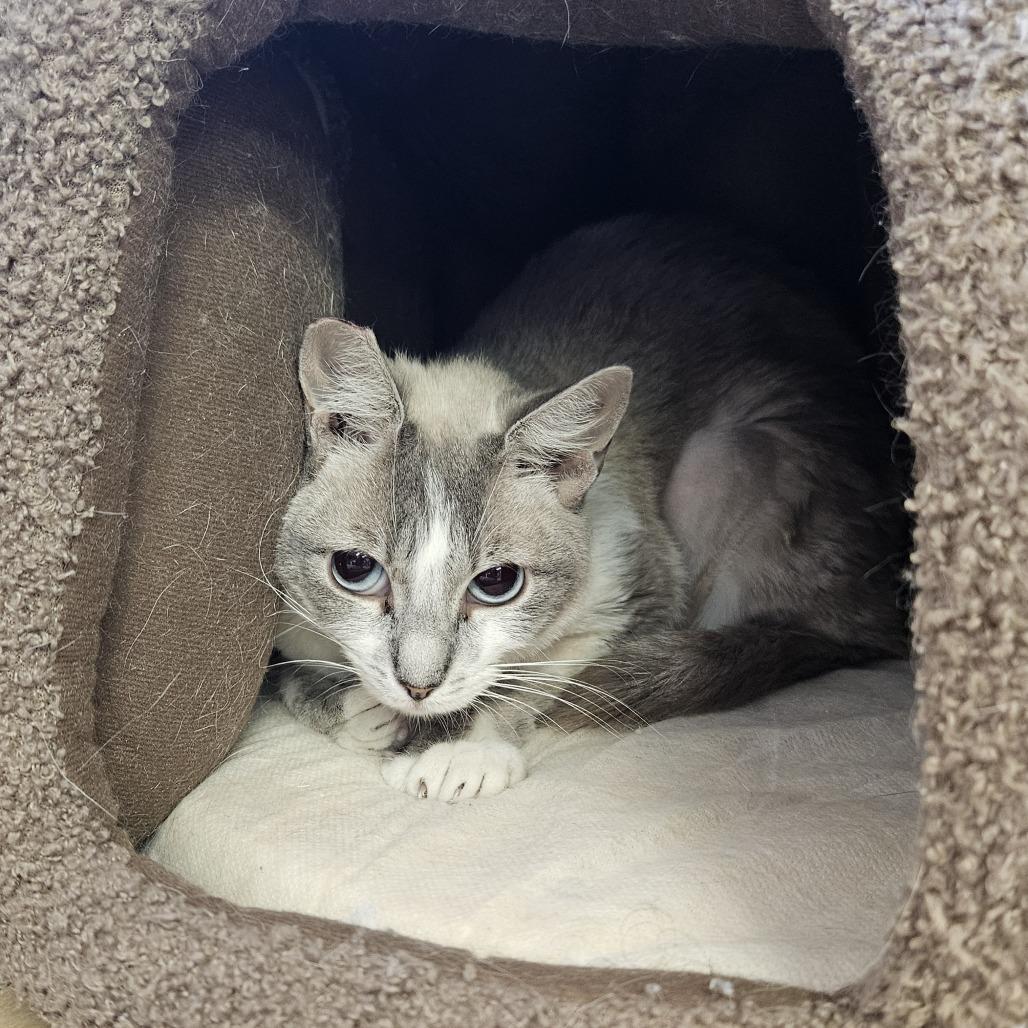 Enlarge Mochi, a Adoptable Domestic Short Hair in Las Vegas, NV image 1/6