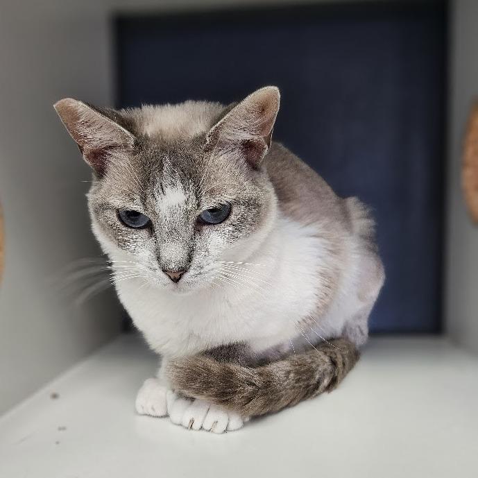 Enlarge Mochi, a Adoptable Domestic Short Hair in Las Vegas, NV image 2/6