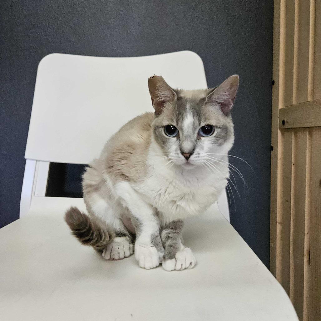 Enlarge Mochi, a Adoptable Domestic Short Hair in Las Vegas, NV image 3/6