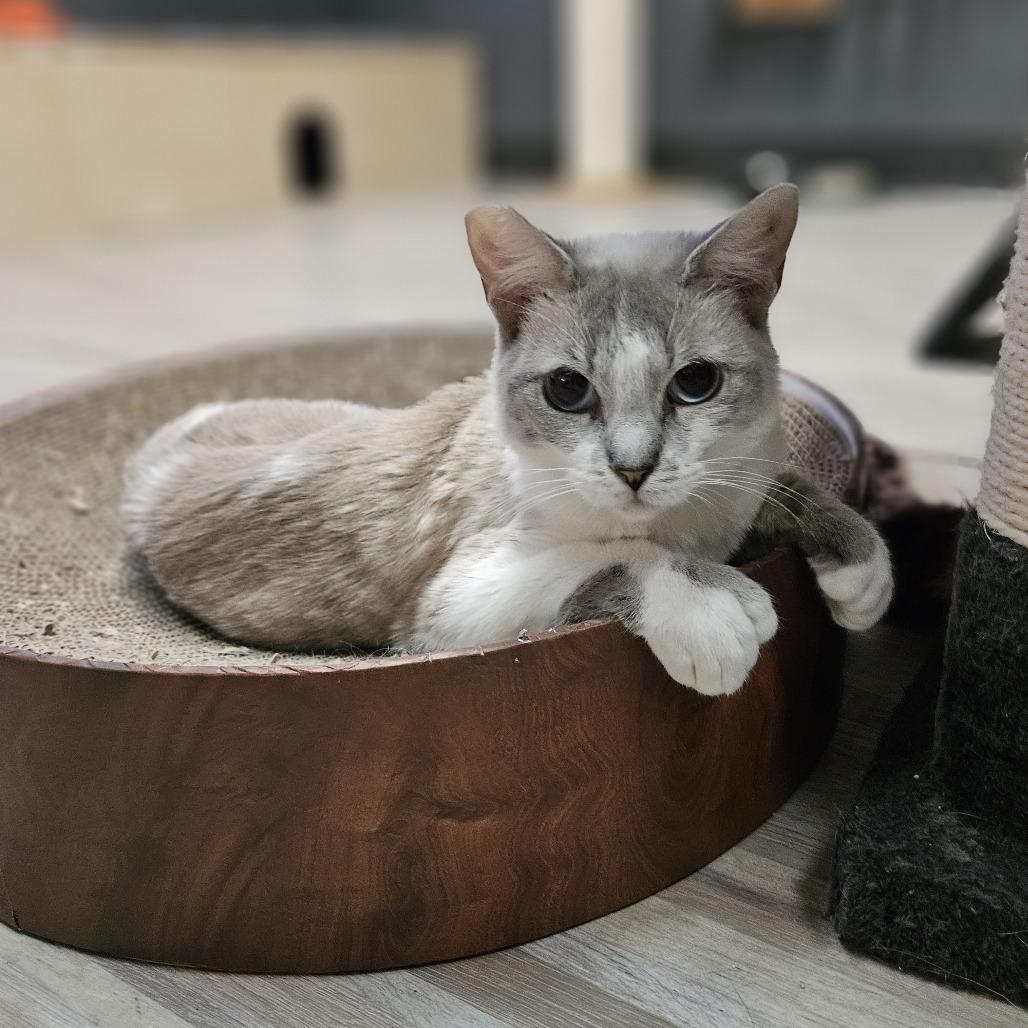 Enlarge Mochi, a Adoptable Domestic Short Hair in Las Vegas, NV image 4/6