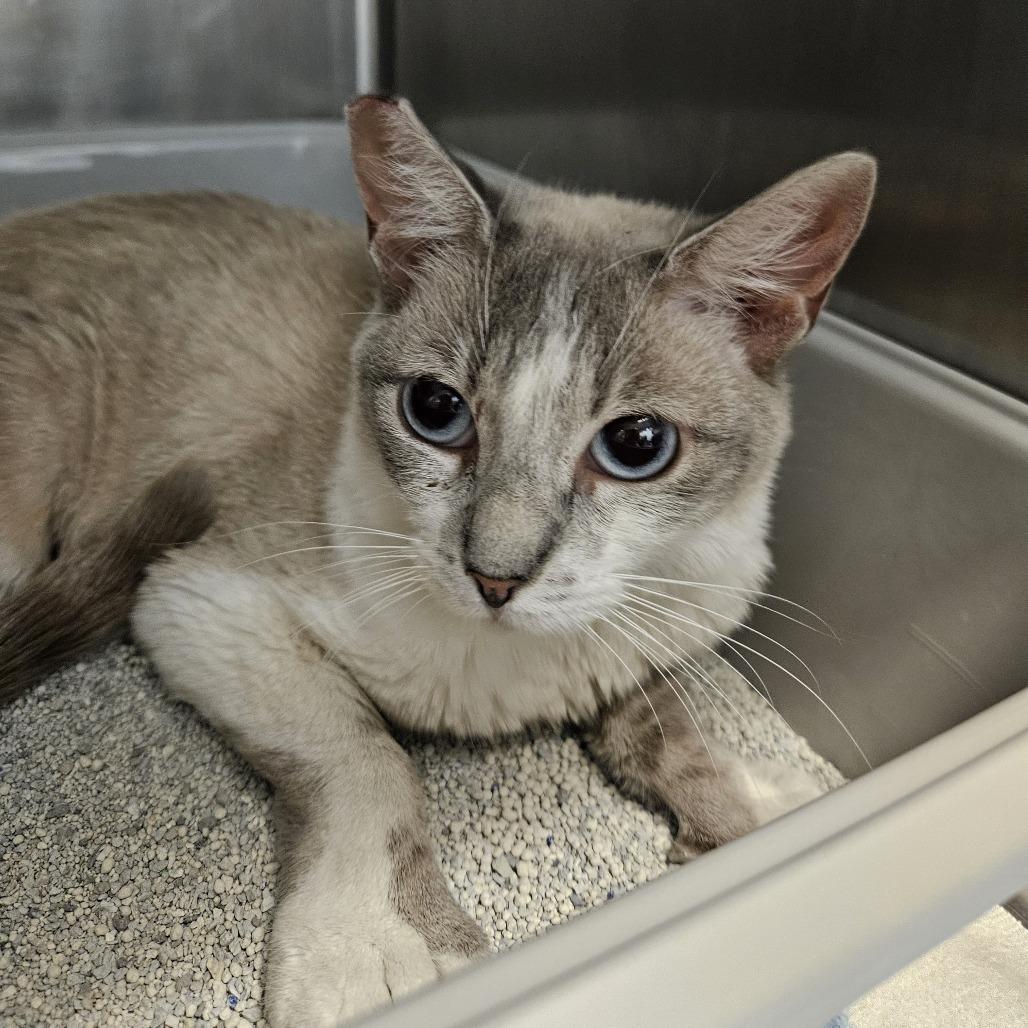 Enlarge Mochi, a Adoptable Domestic Short Hair in Las Vegas, NV image 5/6