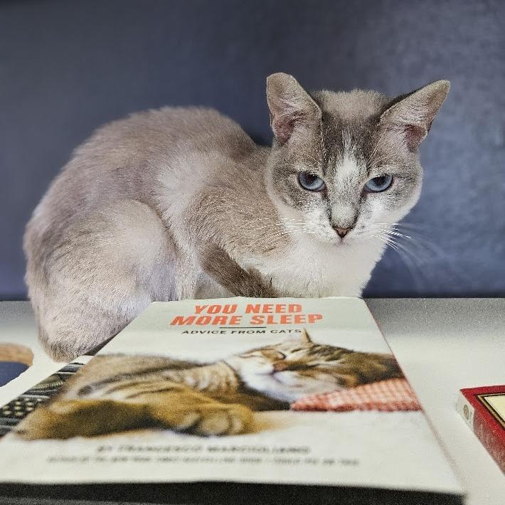 Enlarge Mochi, a Adoptable Domestic Short Hair in Las Vegas, NV image 6/6