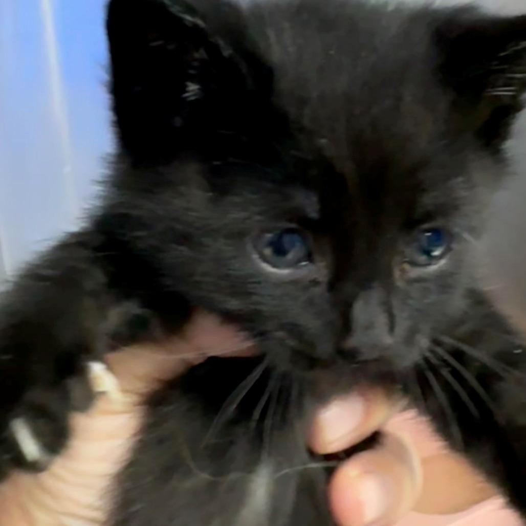 Rotini, Adoptable, Kitten Male Domestic Long Hair.