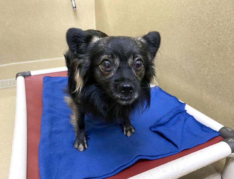 Maverick, ADOPTABLE, Adult Male Chihuahua & Pomeranian.