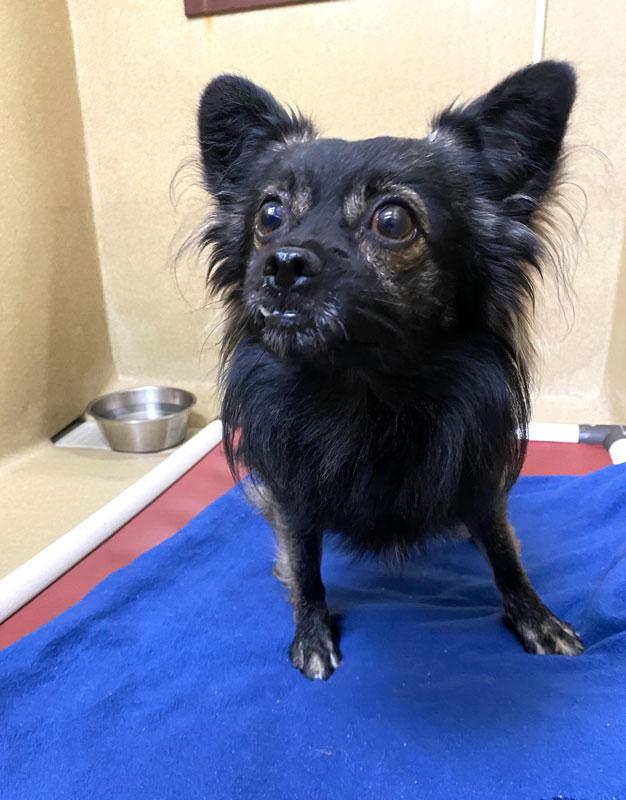 Maverick, a ADOPTABLE mixed breed in Monroe, GA image 2/3