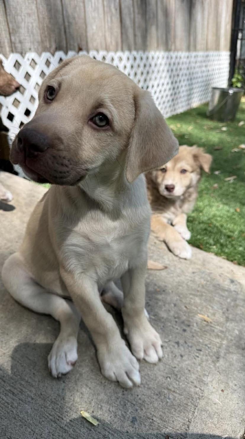 Enlarge Angus, a Adoptable mixed breed in Kannapolis, NC image 6/6