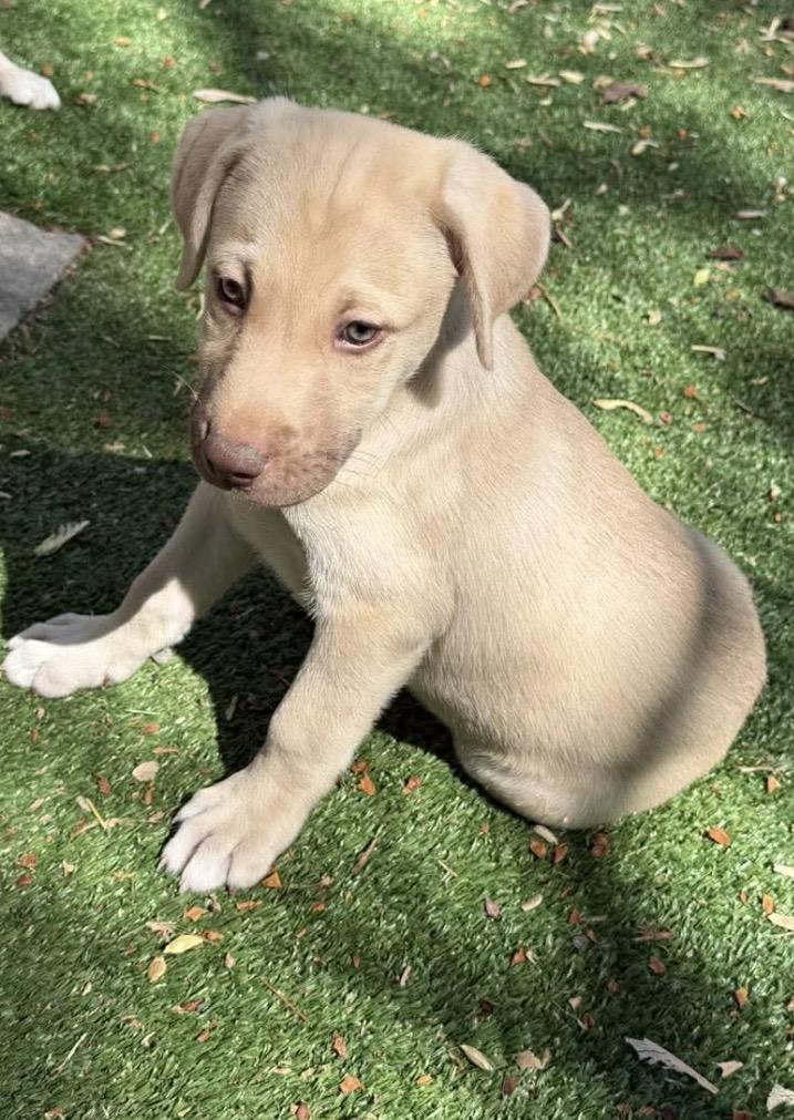 Enlarge Angus, a Adoptable mixed breed in Kannapolis, NC image 3/6